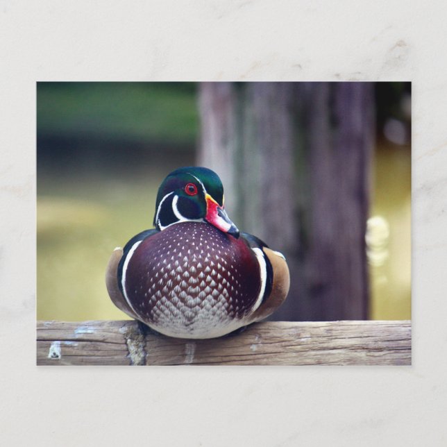 Carte postale Wood Duck (Devant)