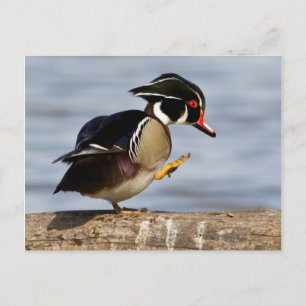 Carte Postale Wood Duck
