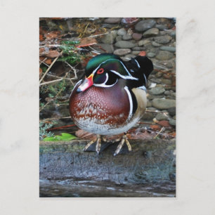 Carte postale Wood Duck