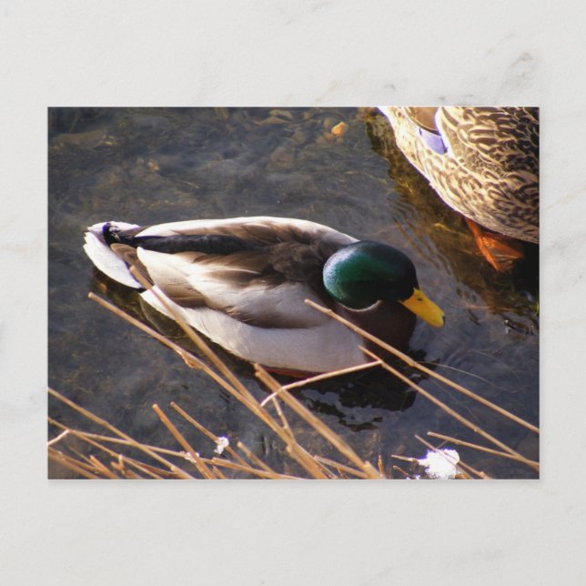 Carte postale Wood Duck (Devant)