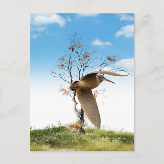 Carte Postale Woodcock (Devant)