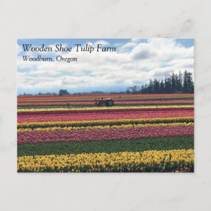Carte Postale Wooden Shoe Tulip Farm, Woodburn, Oregon
