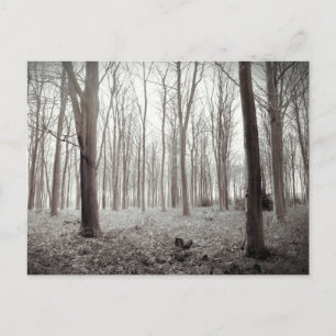 Carte postale Woodland Dream