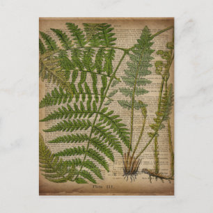 Carte Postale woodland foliage french botanical