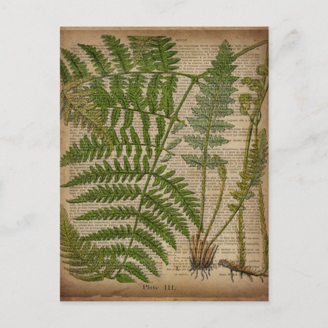 Carte Postale woodland foliage french botanical (Devant)