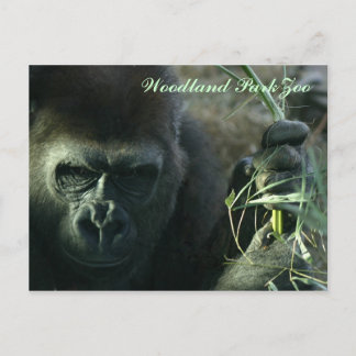 Carte Postale Woodland Park Zoo Gorilla