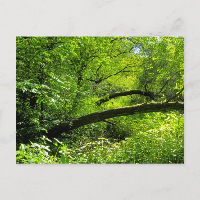 Carte postale Woodland Scene (Devant)