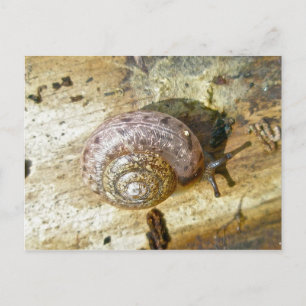 Carte postale Woodland Snail