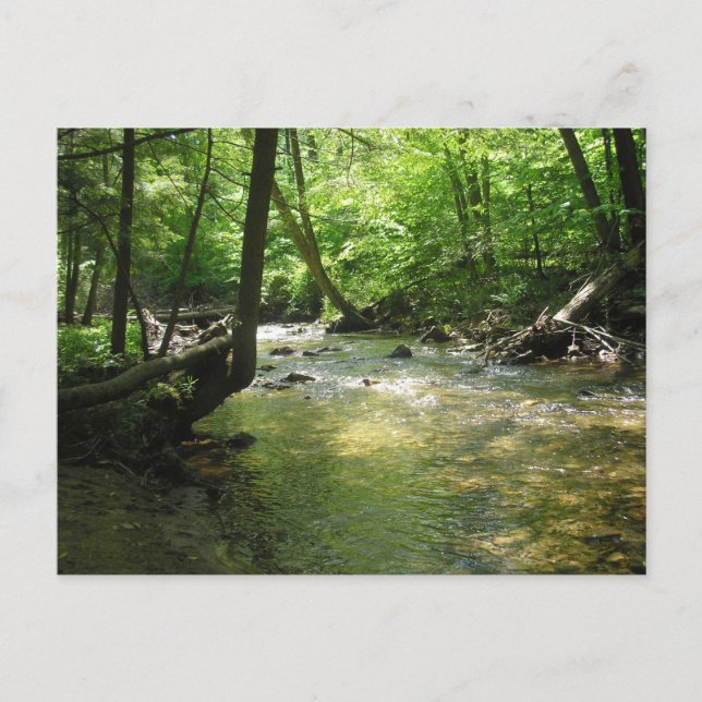 Carte postale "Woodland Stream" (Devant)