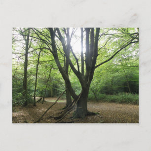 Carte postale Woodland Sunshine