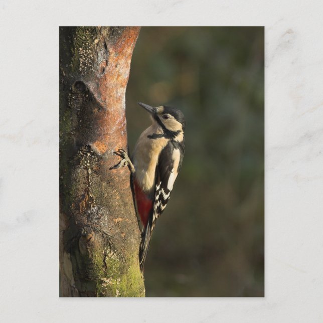 Carte postale Woodpecker (Devant)