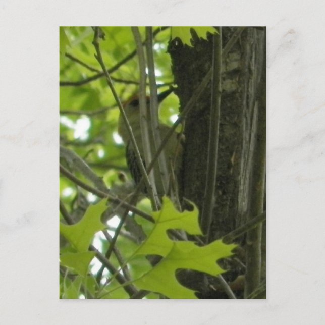 Carte postale Woodpecker (Devant)