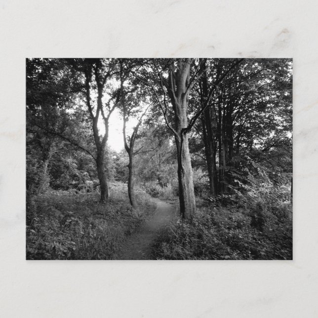 Carte Postale Woods Bute Park, Cardiff (Devant)