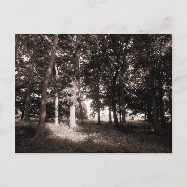 Carte Postale Woods Bute Park, Cardiff II (Devant)