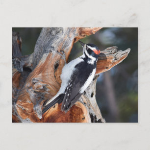 Carte Postale "Woody Woodpecker" dans le Parc National des Roche