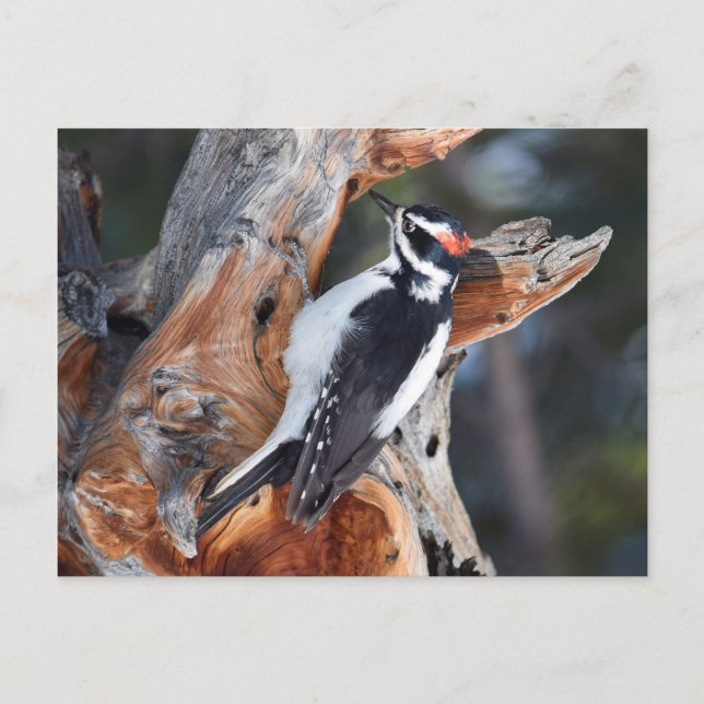 Carte Postale "Woody Woodpecker" dans le Parc National des Roche (Devant)