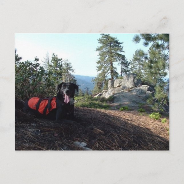 Carte Postale Working Dog Haley Conservation Canines (Devant)