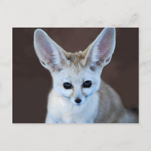 Carte Postale Worlest Cutest Fennec Fox