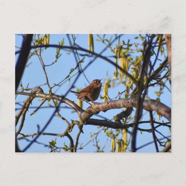 Carte Postale Wren  (Devant)
