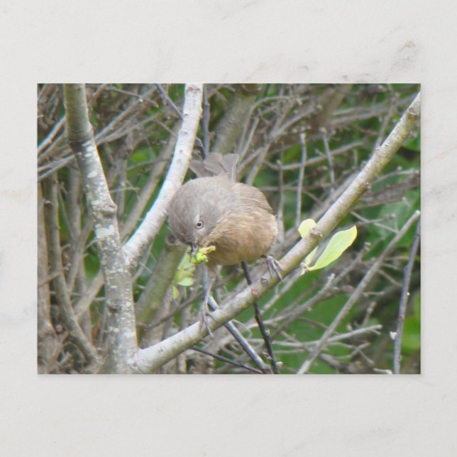 Carte postale Wrentit (Devant)