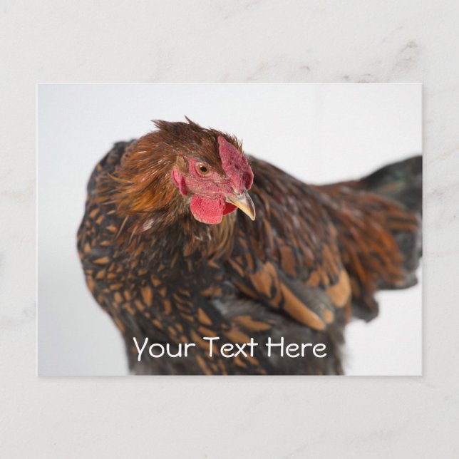 Carte Postale Wyandotte Chicken (Devant)