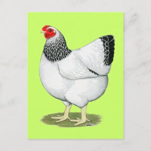 Carte Postale Wyandotte :  Columbian Hen