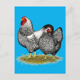 Carte Postale Wyandotte :  Paire d'argent