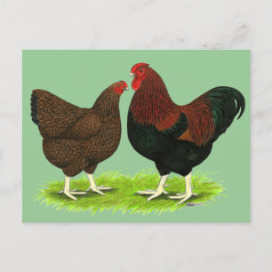 Carte Postale Wyandotte : paire de perdrix