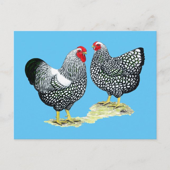 Carte Postale Wyandottes Paire en argent (Devant)