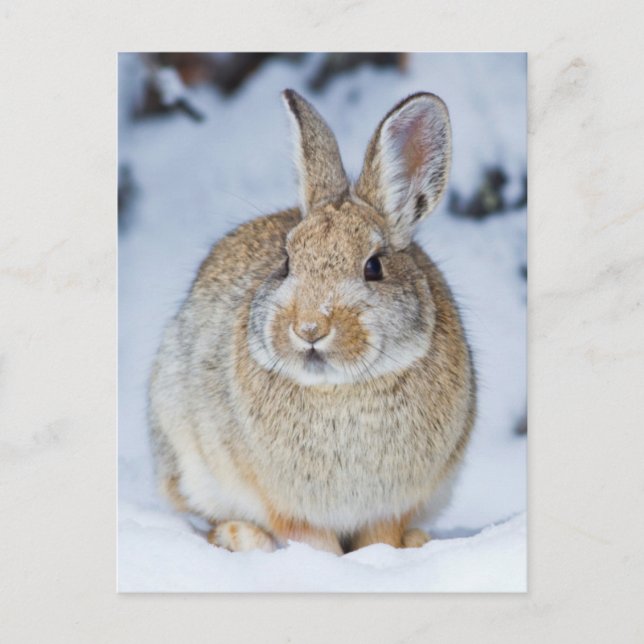 Carte Postale Wyoming, Comté de Sublette, Cottontail de Nuttall (Devant)