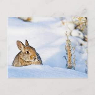 Carte Postale Wyoming, Comté de Sublette, Cottontail de Nuttall