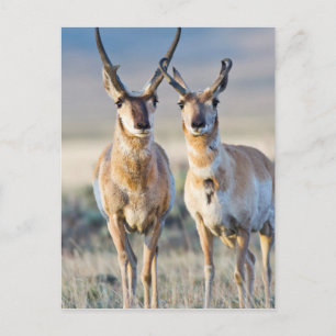 Carte Postale Wyoming, comté de Sublette, mâles Pronghorn
