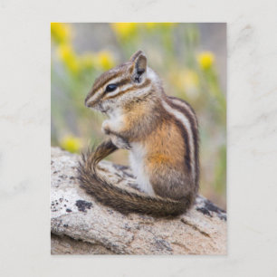 Carte Postale Wyoming, Comté De Sublette, Moins Chipmunk