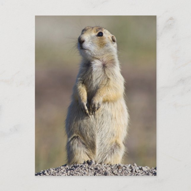 Carte Postale Wyoming, Comté de Sublette, Prairie à queue blanch (Devant)