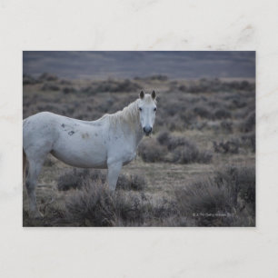 Carte Postale wyoming, états-unis d'amérique