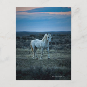 Carte Postale wyoming, états-unis d'amérique