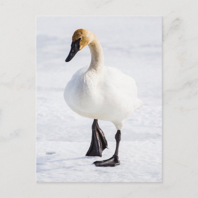 Carte Postale Wyoming, Refuge national des wapitis, Cygne trompe (Devant)