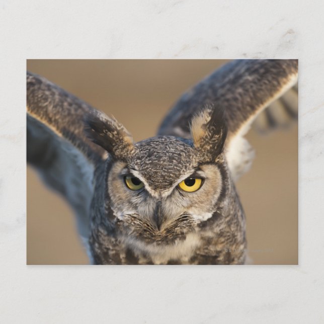 Carte Postale Wyoming, USA (Devant)