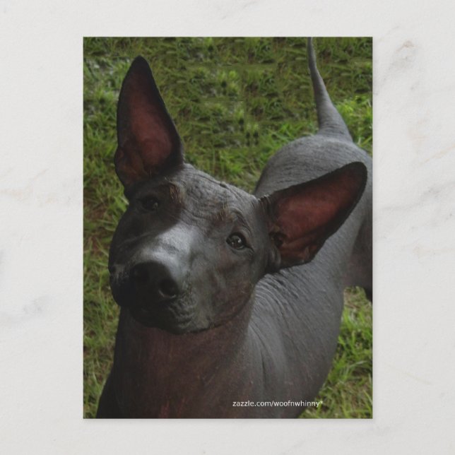 Carte Postale Xoloitzcuintli (Devant)