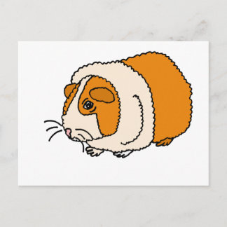 Carte Postale XX- Caricature de cochon de Guinée mignon
