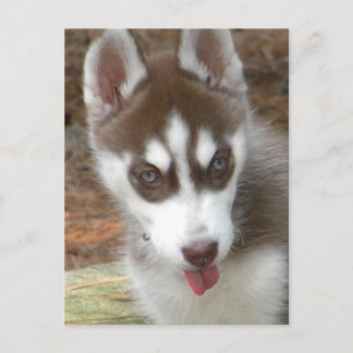 Carte Postale XX- Joli Chien chiot sibérien