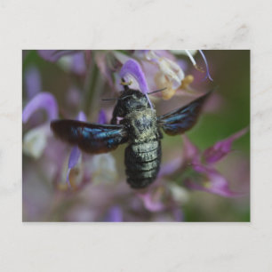 Carte Postale Xylocopa iris