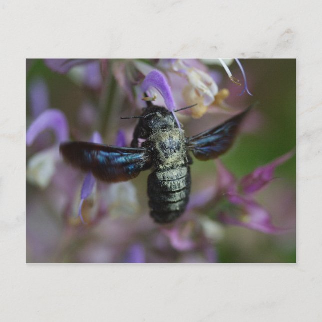 Carte Postale Xylocopa iris (Devant)
