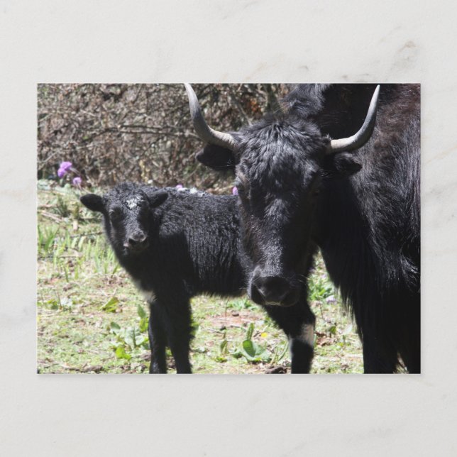 Carte Postale yak et veau (Devant)
