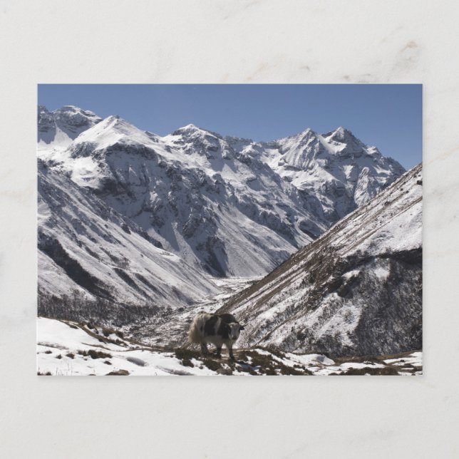 Carte Postale Yak près du Mont Jhomolari, Jangothang Jigme Dorji (Devant)