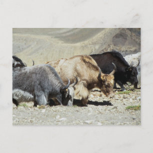 Carte Postale Yaks