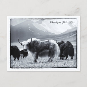 Carte Postale Yaks, Himalaya, nomades montagnards Ladakh /Yak Ti