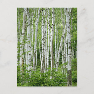 Carte Postale Yakumo-mura, Préfecture de Nagano, Honshu Central