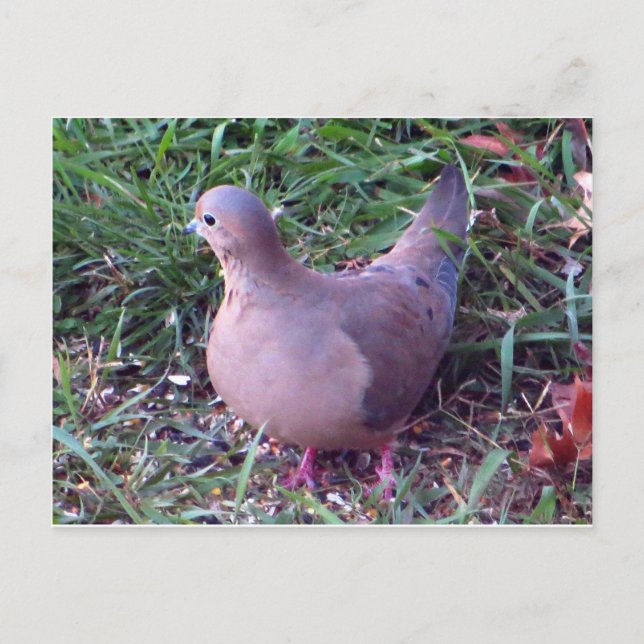 Carte Postale Yard Dove 1 (Devant)