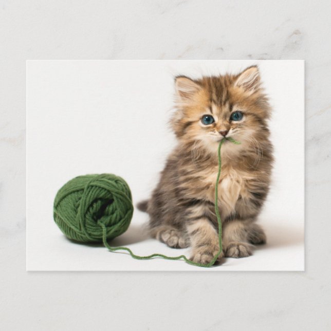 Carte Postale Yarn vert de Kitten (Devant)